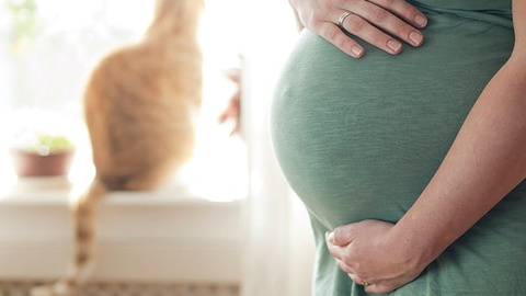 Schwangerschaft mit Katze - Angst vor Toxoplasmose