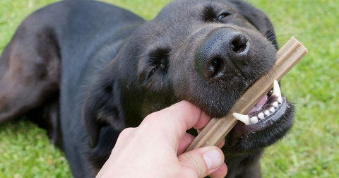 Zahnpflege für den Hund