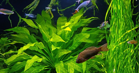 Neue Fische in das Aquarium einsetzten