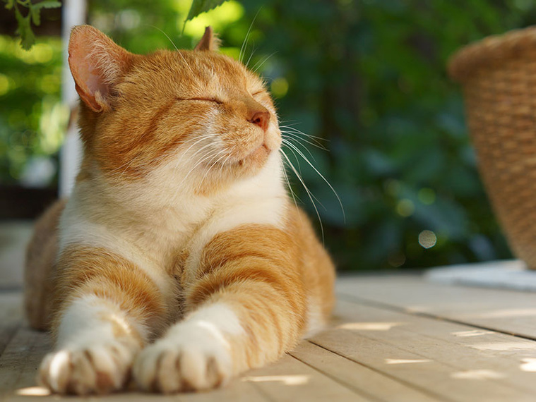 Katze beim Entspannen in der Sonne.