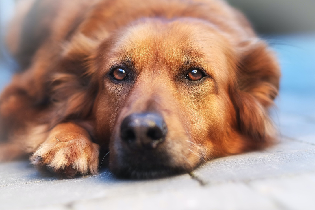 Schilddrüsenerkrankung bei Hunden