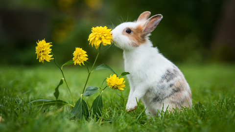 Kaninchen-Körpersprache