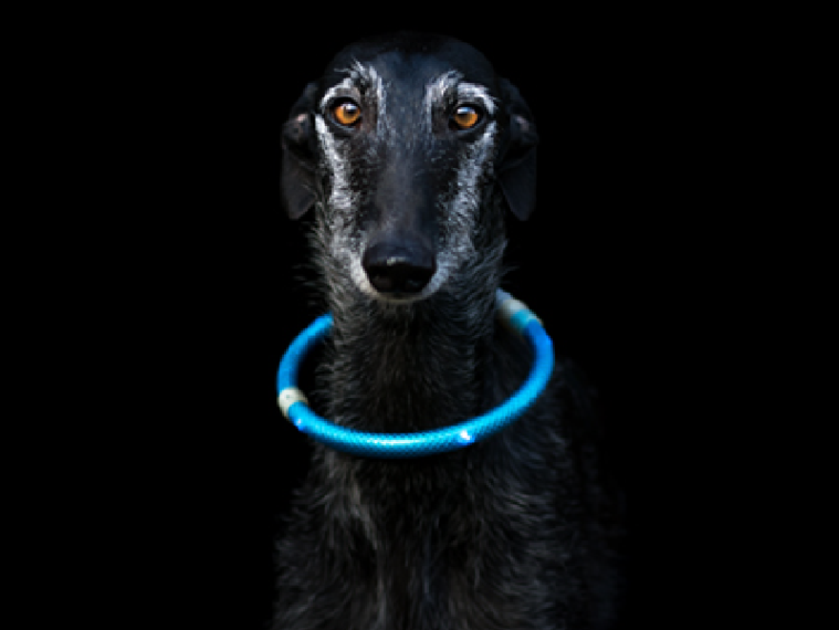 Hund mit Leuchthalsband
