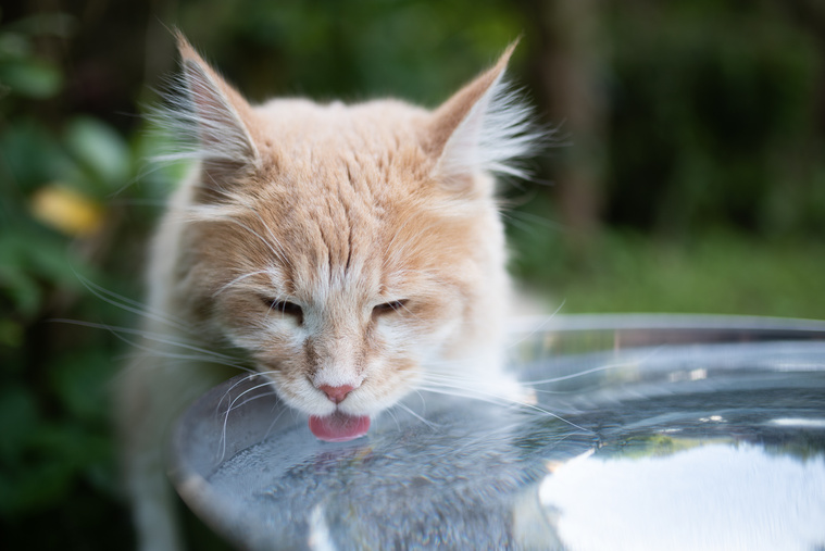 Katze trinkt Wasser, um Hitzschlag zu vermeiden.