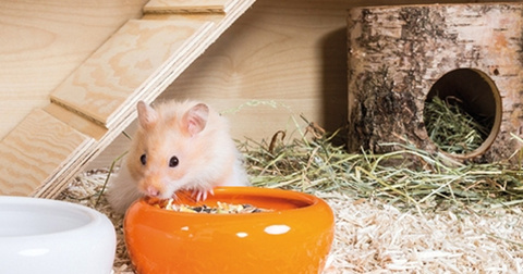Tipps zur Hamsterhaltung