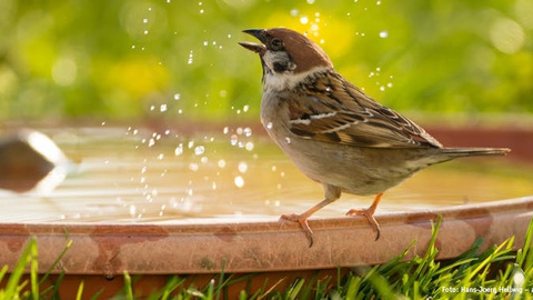 Wasserstellen für Vögel und Insekten