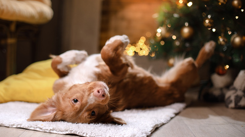 8 Tipps für Ihr Weihnachten mit Hund