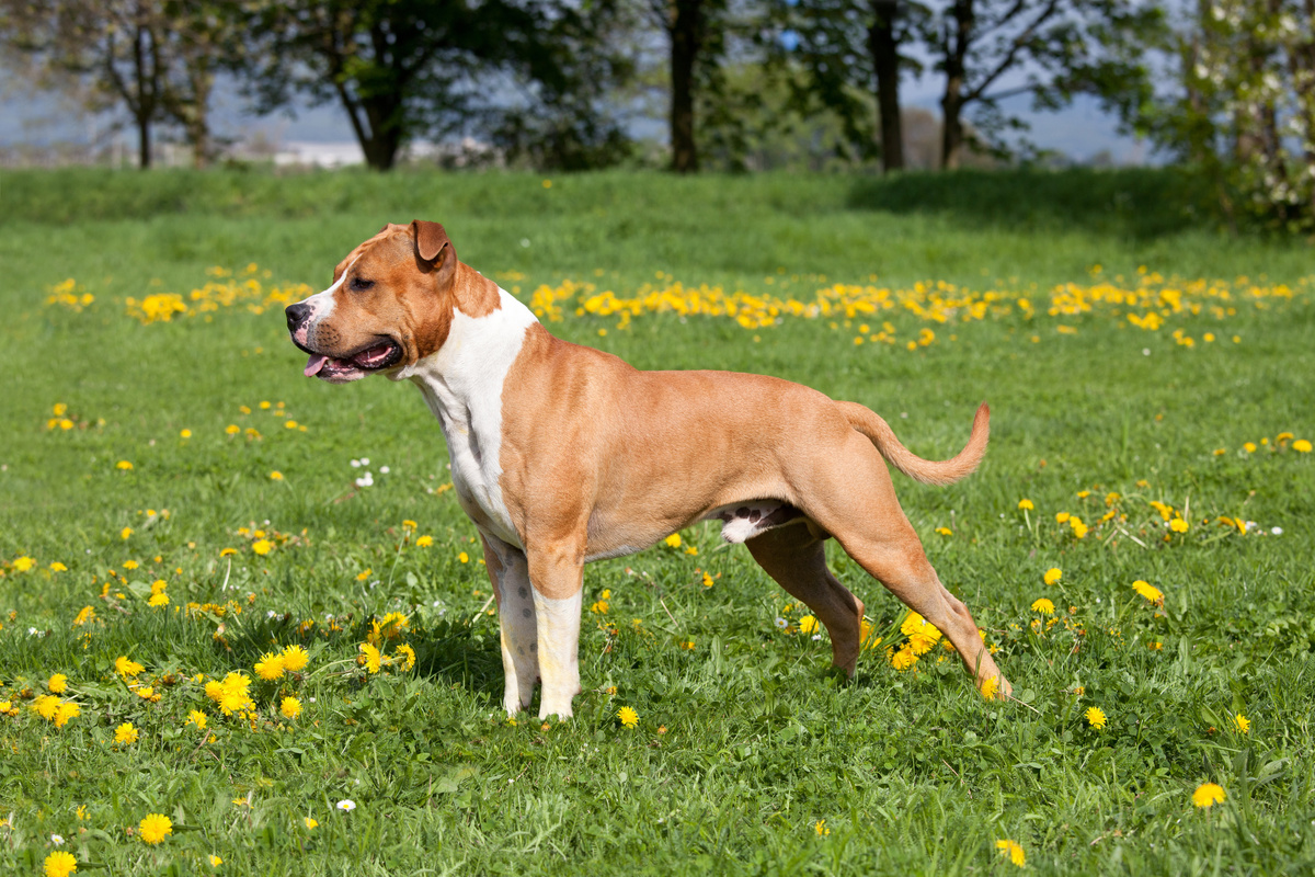 American Staffordshire Terrier Seitenportrait