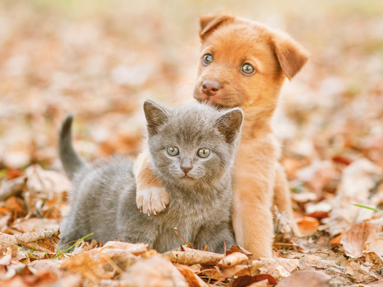 Welpen und Kitten zusammenleben