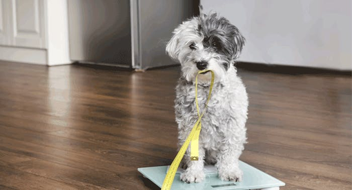 Gewichtskontrolle für Hunde
