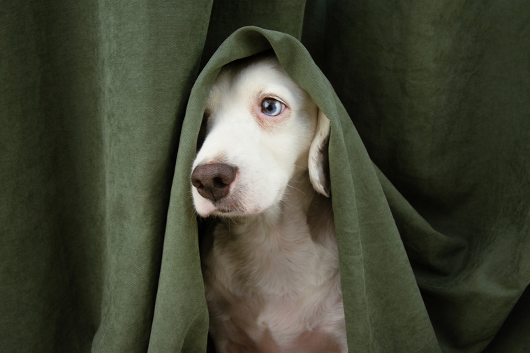 Hund versteckt sich unter Vorhang