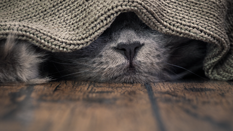 Katzenschnupfen – Symptome, Behandlung & Impfung