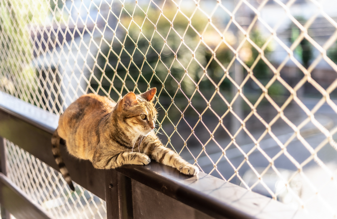 Katzennetz für den Balkon