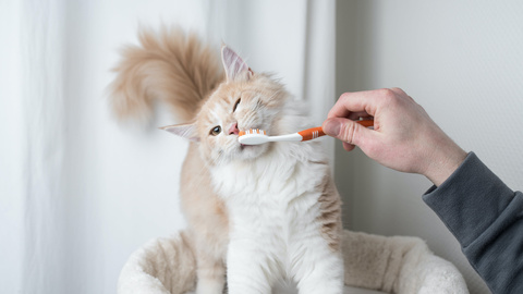 Zahnpflege für Katzen
