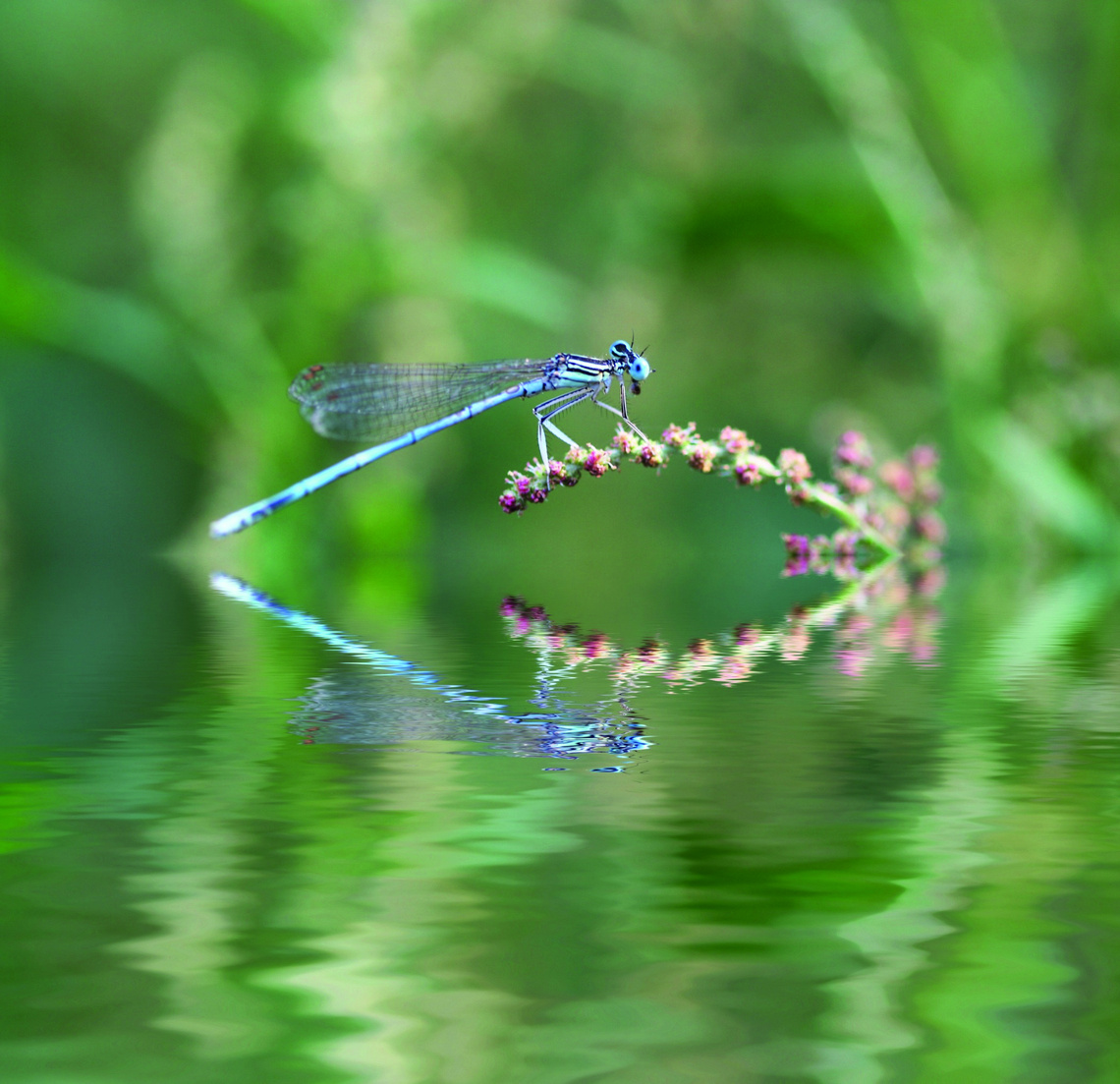 Blaue Libelle am Teich