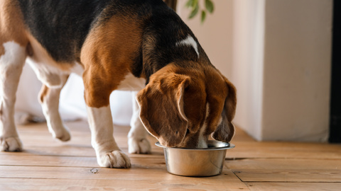 Kaltgepresstes Hundefutter: Vorteile, Herstellung & Fütterung