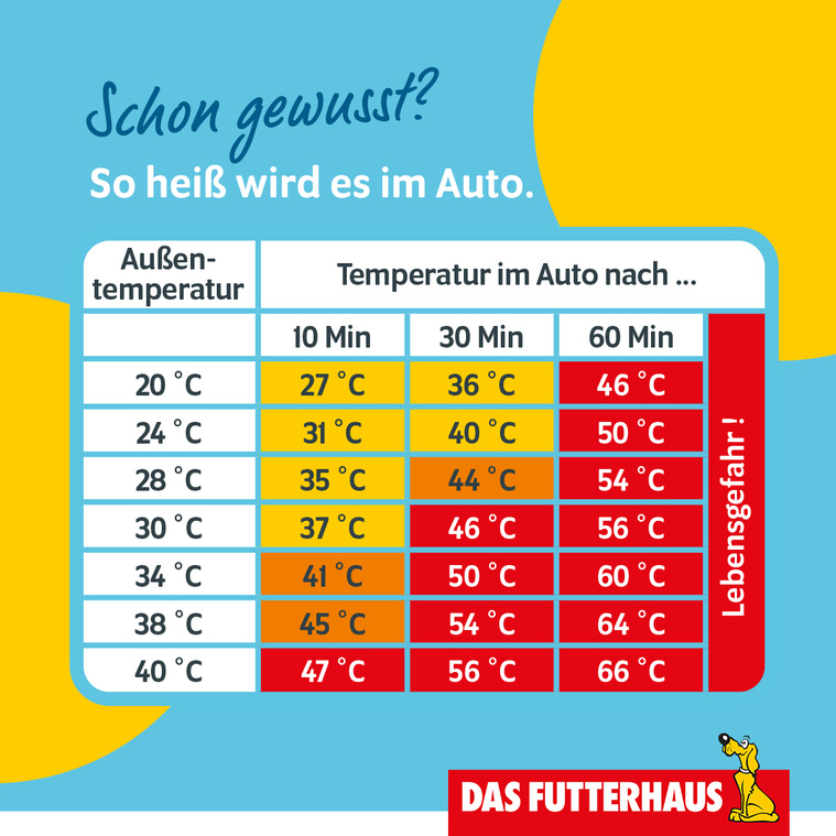 Infografik über die hohen Temperaturen im Auto ohne Luftzirkulation.