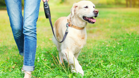 Hundeführerschein: Vorteile, Kosten und Ablauf der Prüfung 