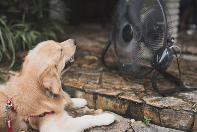 Abkühlung für Hunde Ventilator