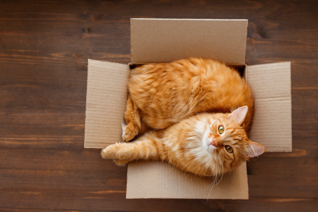 Katzen lieben Kisten