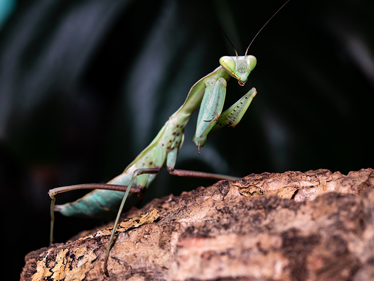 Mantis sitting in a terrarium