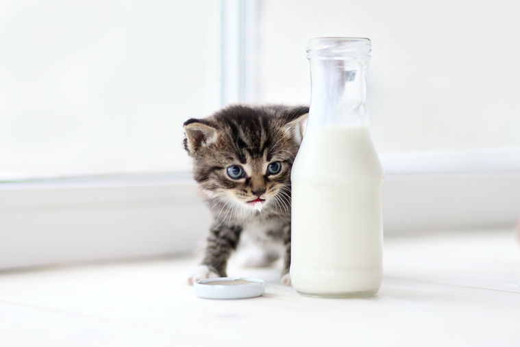 Wissenswertes zur Katzenmilch