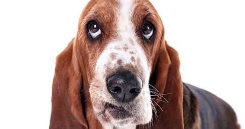 Schilddrüsenerkrankung bei Hunden