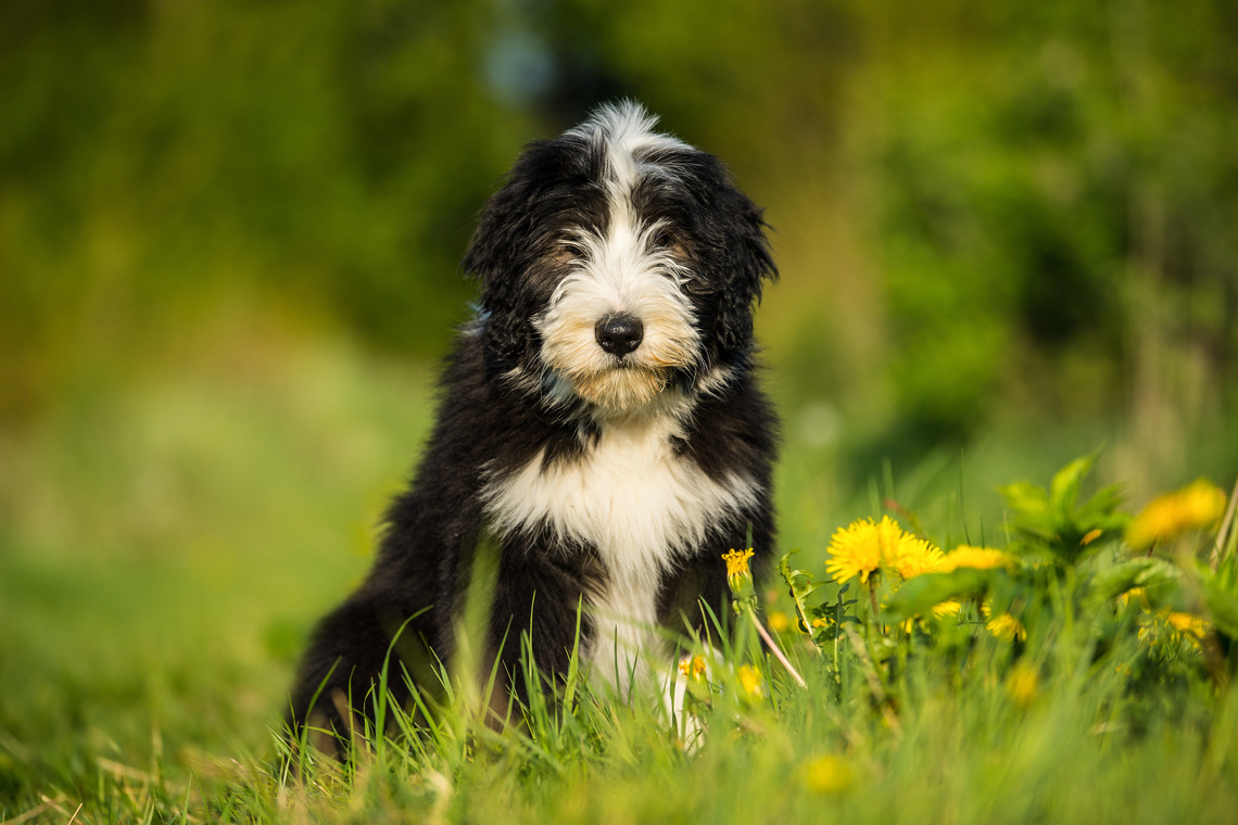  Bearded Collie als Welpe
