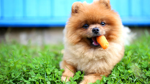 Diätfutter für Hunde
