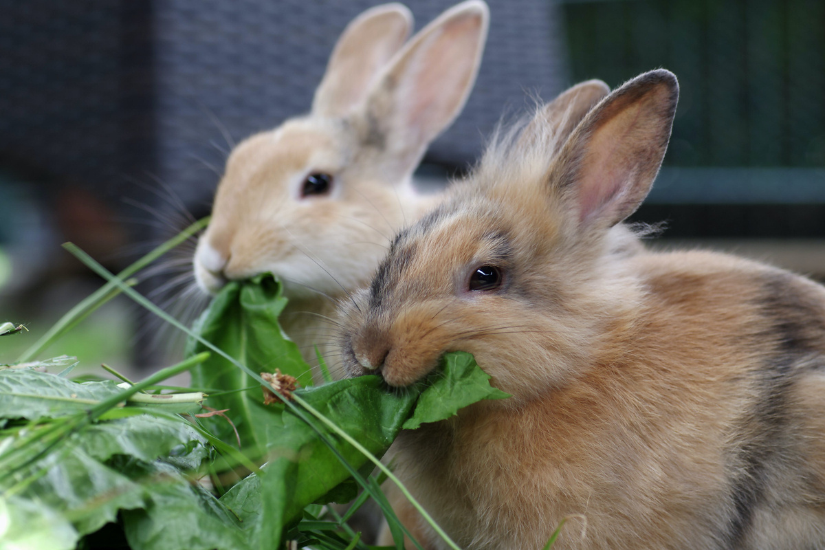 Kaninchenfutter | Tierische Tipps von DAS FUTTERHAUS