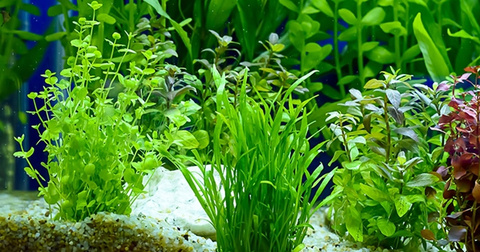 Pflanzen im Aquarium