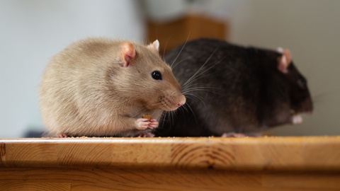 Ernährung von Ratten