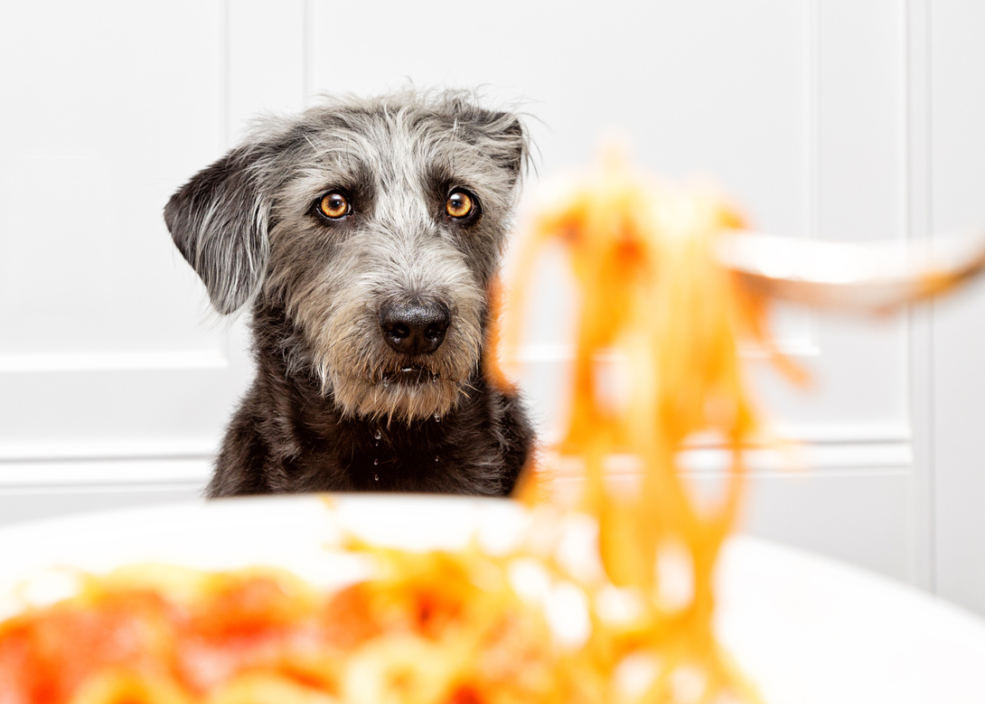 Hund mit Spaghetti