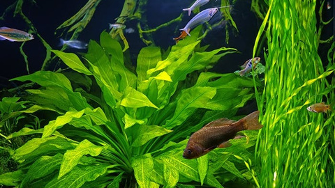 Neue Fische in das Aquarium einsetzen