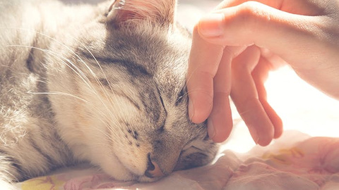 Allergien bei Katzen - Ursachen und Tipps