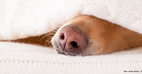 Schlaf- & Ruhephasen von Hunden