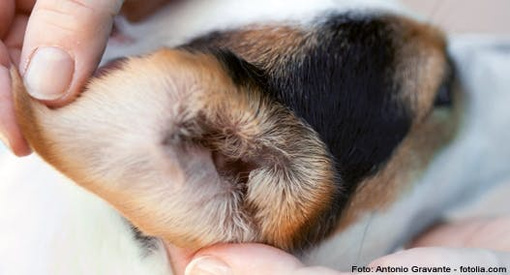 Gesundheitscheck der Ohren für Hunde