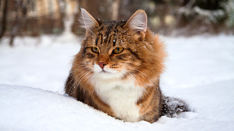 Können Katzen frieren - Anzeichen und Maßnahmen gegen Kälte