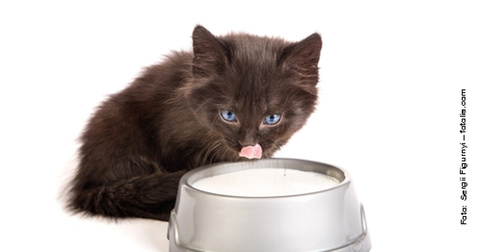 Wissenswertes zur Katzenmilch