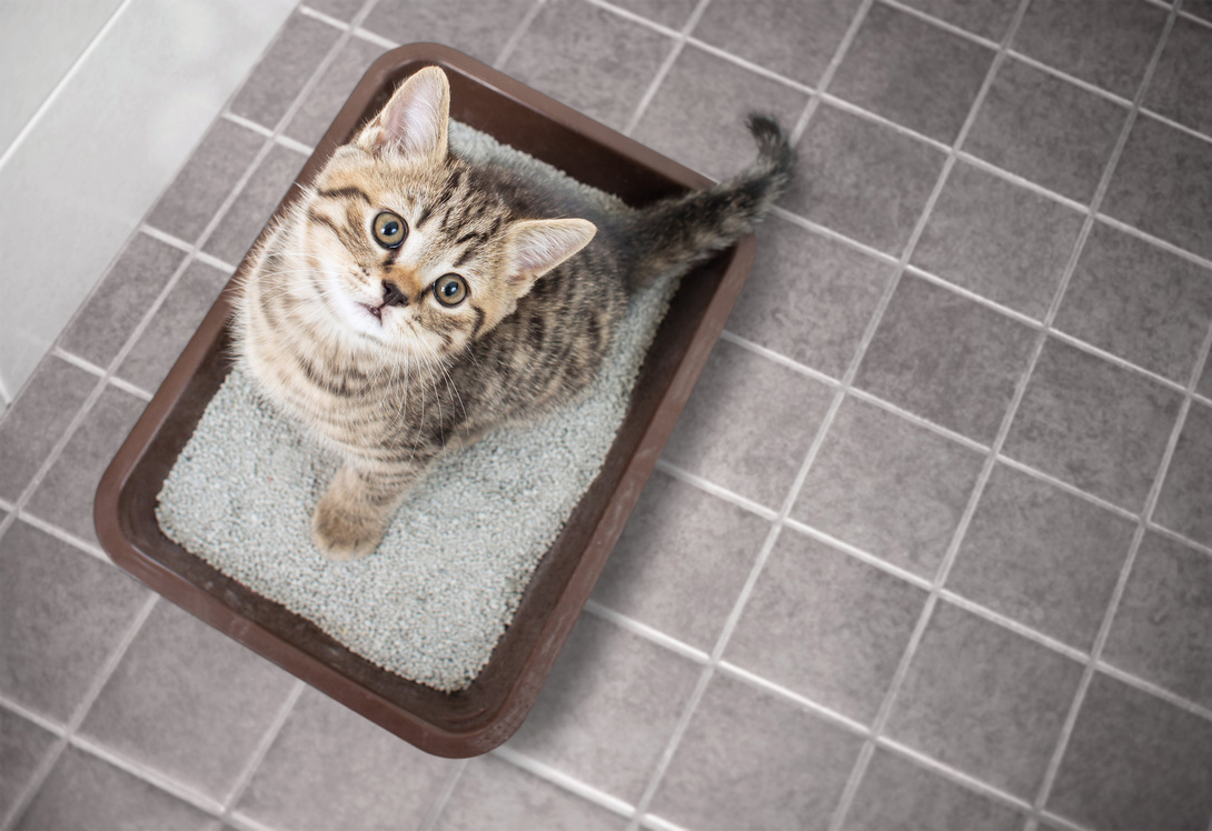 2 x kitten starter litter trays Haustierbedarf Katzen Katzenklos pets at home Katzenklos 