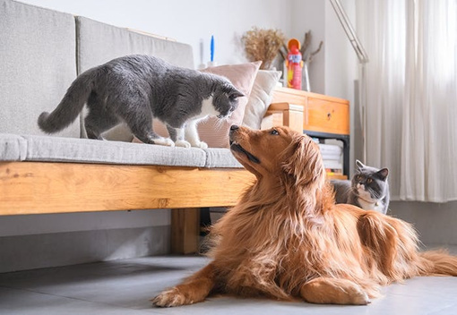 Hund und Katze in einer Wohnung