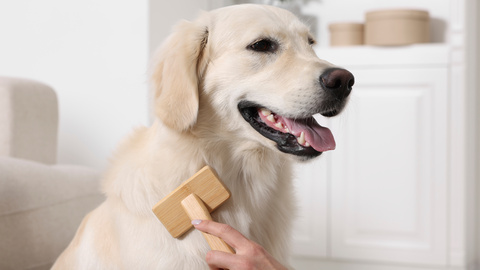 Fellpflege beim Hund – Tipps für jeden Felltyp
