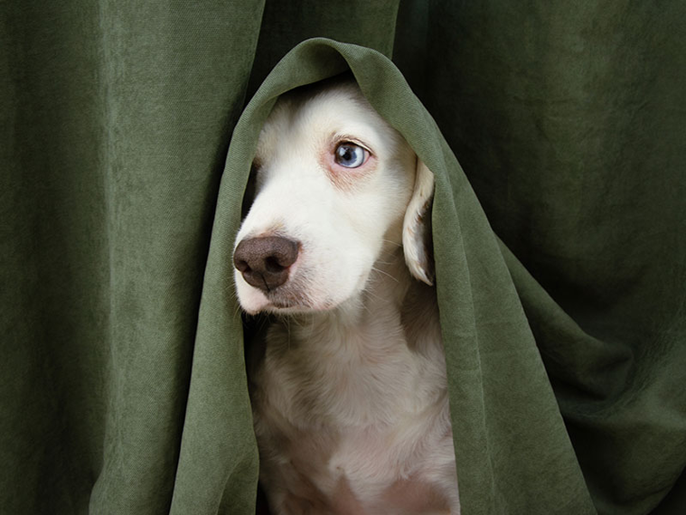 svale Endelig I tide Ängste bei Hunden | Tierische Tipps von DAS FUTTERHAUS