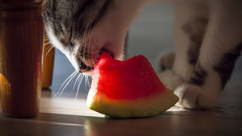 Dürfen Katzen Wassermelone essen?