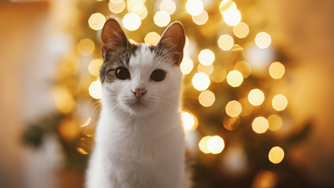 7 Tipps für ein sicheres Weihnachten mit Katze