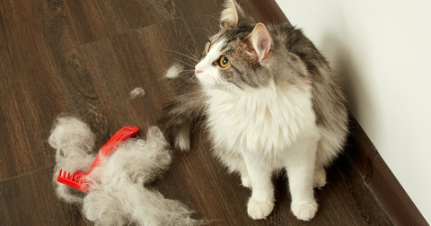 Haarausfall bei Katzen - Ursachen & Tipps
