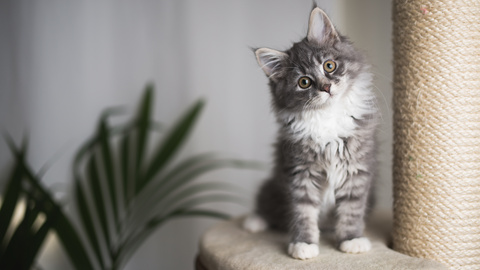 Katze anschaffen: Die ersten Schritte zu Ihrem neuen Begleiter