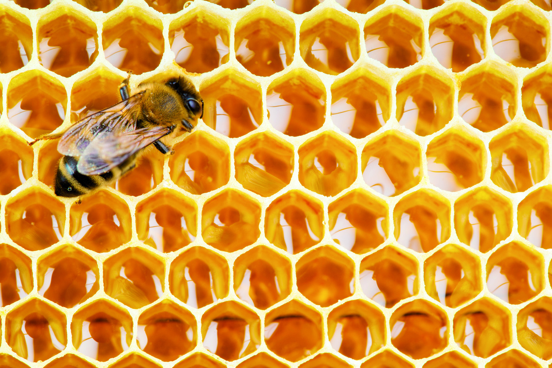 Futterhaus Engagement Bienenschutz