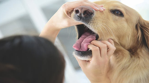 Gesundheitscheck für Hunde