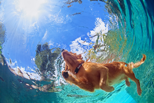 Urlaub mit Hund - Hund im Wasser